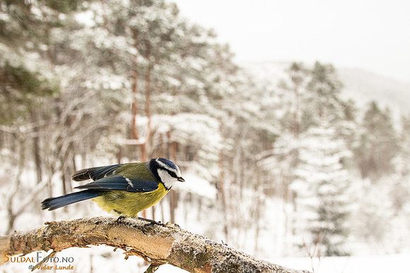 Blåmeis i vinterlandskap