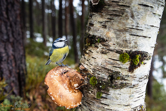 Blåmeis på kjuke
