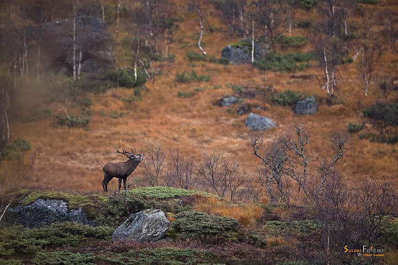 Stor bukk på haugen