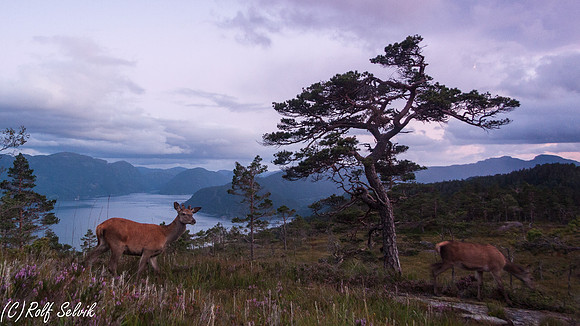 Hjorter i landskap