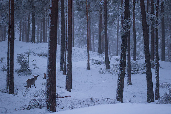 Hjort i tåkeskog