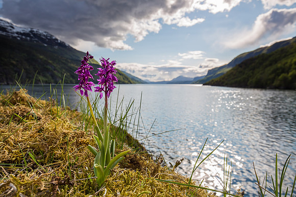 Vårmarihand med utsikt, Hylsfjorden