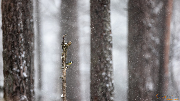 Blåmeis i snøvær