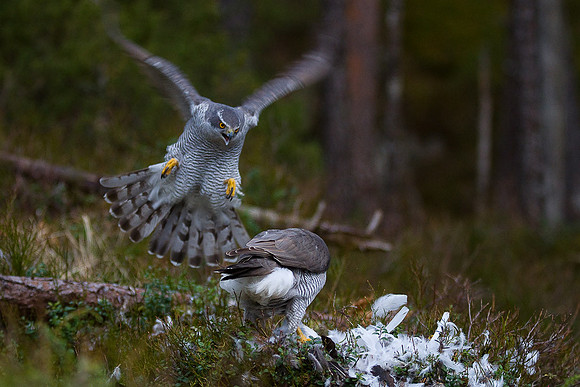 Hønsehauk