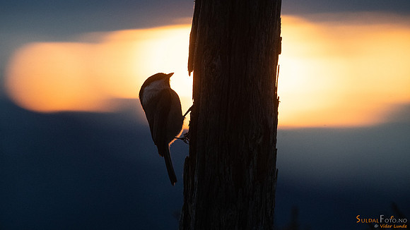 Granmeis i solnedgang