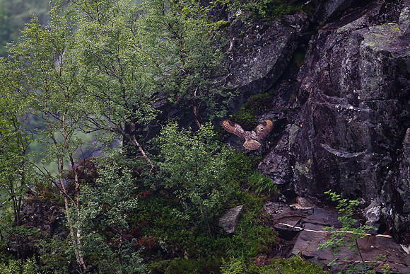 Hubro inn for landing