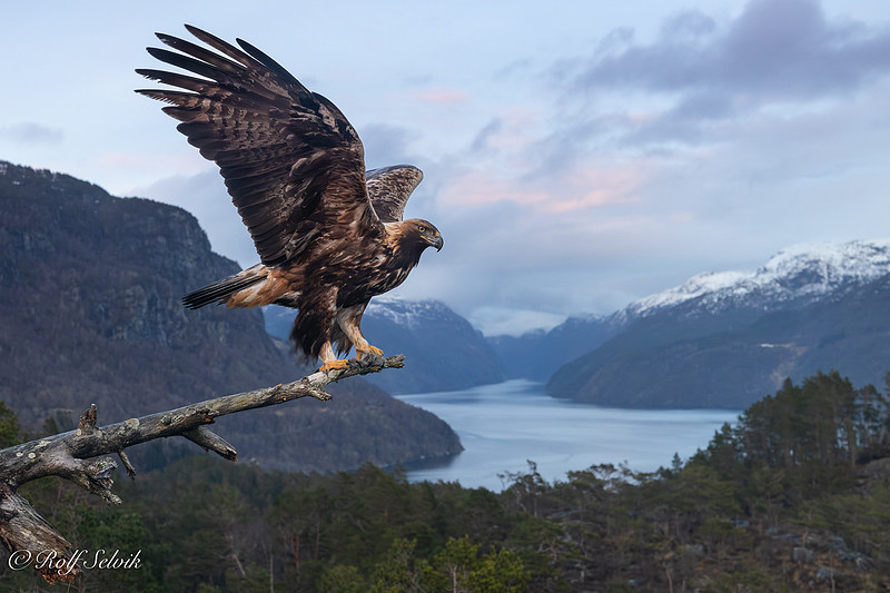 Kongeørn fjordmiljø