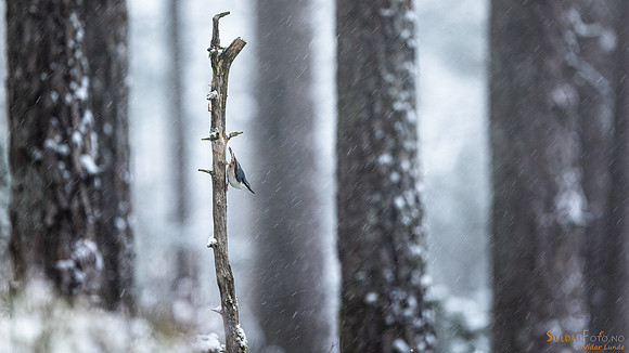 Spettmeis i snøvær