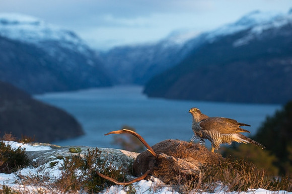 Foto: Rolf Selvik