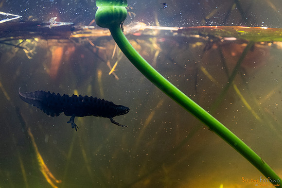 Småsalamander